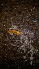 Hydrophylax bahuvistara