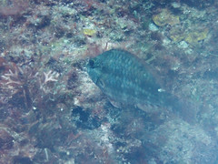 Sparisoma chrysopterum