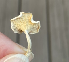 Clitocybe peralbida