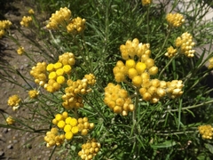Helichrysum pendulum fontanesii