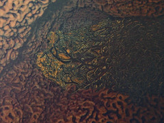 Astrophyton muricatum