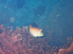 Prognathodes aculeatus