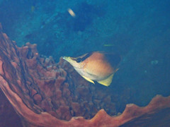 Prognathodes aculeatus