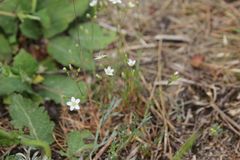 Minuartia setacea
