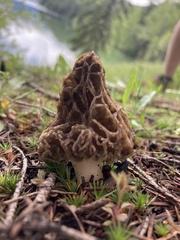 Morchella prava