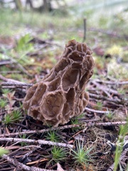 Morchella prava