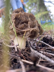 Morchella prava