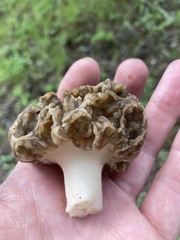 Morchella prava