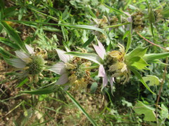 Aesculus glabra arguta