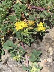 Medicago papillosa
