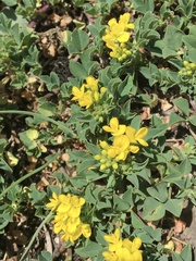 Medicago papillosa