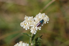 Chrysis scutellaris