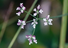 Torilis arvensis arvensis