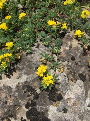 Medicago papillosa