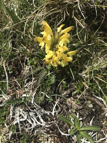 Oeder's lousewort (Pedicularis oederi)