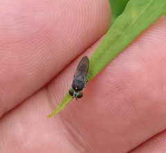 Cerotainia