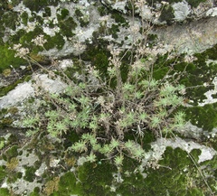Achillea ochroleuca