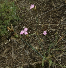Dianthus polymorphus