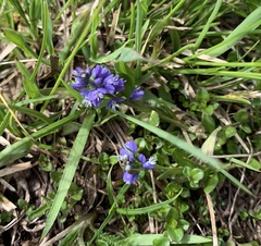 Polygala alpestris