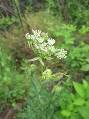 Peucedanum cervaria