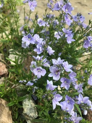 Veronica multifida