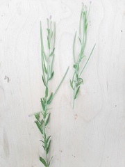 Epilobium tetragonum