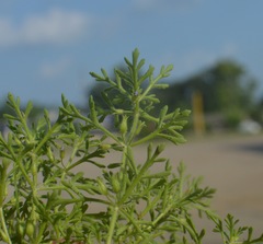 Leucospora multifida
