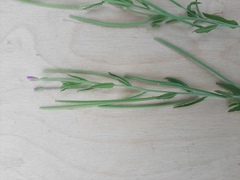 Epilobium tetragonum