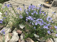 Veronica multifida