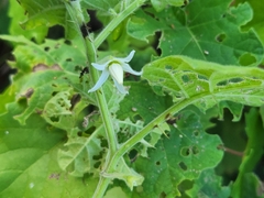 Solanum viarum