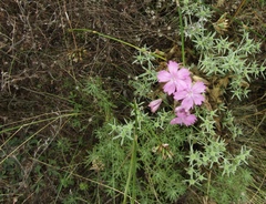 Dianthus polymorphus