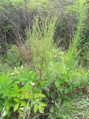 Epilobium tetragonum