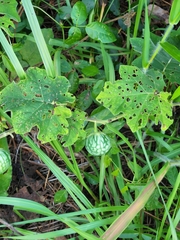 Solanum viarum