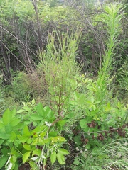 Epilobium tetragonum