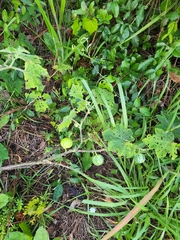 Solanum viarum