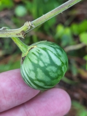 Solanum viarum