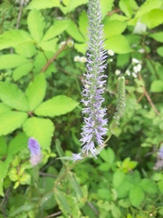 Veronica orchidea
