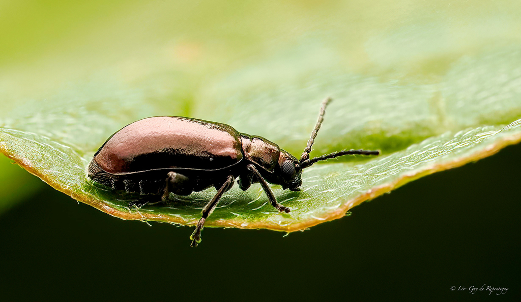 Dogwood Flea Beetle