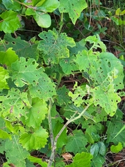 Solanum viarum