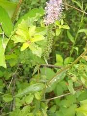 Veronica orchidea