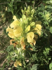Pedicularis sibthorpii