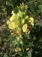 Pedicularis sibthorpii