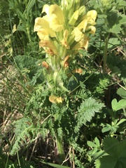 Pedicularis sibthorpii