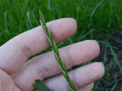 Lolium perenne