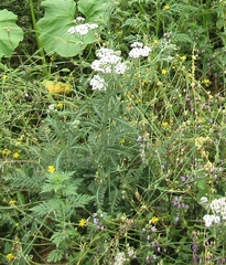 Achillea pannonica