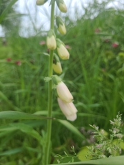Digitalis grandiflora