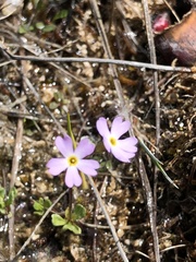 Primula mistassinica