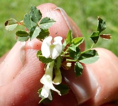 Trifolium monanthum