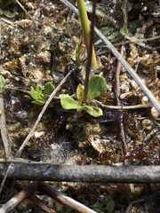 Primula mistassinica