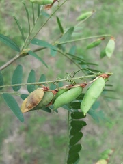 Vicia cassubica